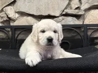Navilis Majik Nights , a male English Cream Golden Retriever for sale in Los Angeles, CA – Photo 3 of 3