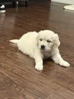 Navilis Majik Nights , a male English Cream Golden Retriever for sale in Los Angeles, CA – Photo 2 of 3