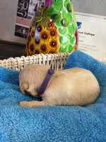 Majik Princess , a female Golden Retriever for sale in Los Angeles, CA – 5 of 9