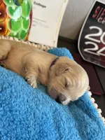 Majik Princess , a female Golden Retriever for sale in Los Angeles, CA – 2 of 9