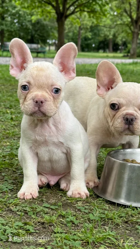 Sky – French Bulldog puppy for sale in Los Angeles, CA