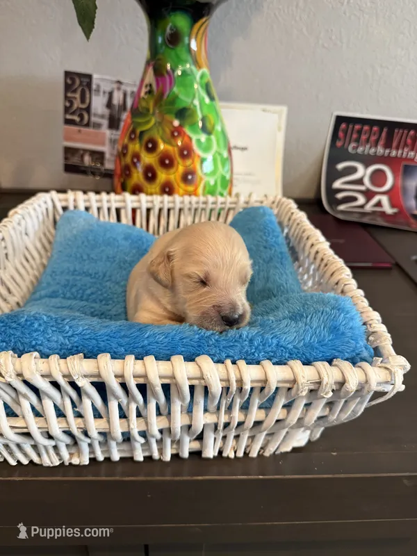 Mountain Trooper  – Golden Retriever puppy for sale in Los Angeles, CA