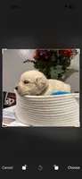 Big Bear, a male English Cream Golden Retriever for sale in Los Angeles, CA – 6 of 7
