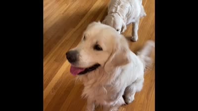 First Princess , a female English Cream Golden Retriever for sale in Los Angeles, CA – 5 of 5