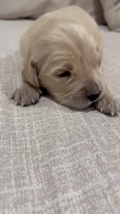 Majik Cooper, a male Golden Retriever for sale in Los Angeles, CA – 4 of 4