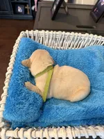 Mountain Trooper , a male Golden Retriever for sale in Los Angeles, CA – 2 of 10