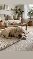Majik Cooper, a male Golden Retriever for sale in Los Angeles, CA – 3 of 4