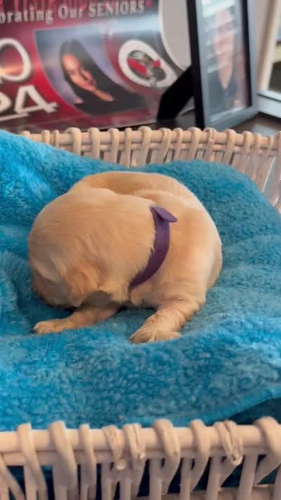 Majik Princess , a female Golden Retriever for sale in Los Angeles, CA – 8 of 9