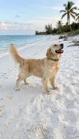 Majik Princess , a female Golden Retriever for sale in Los Angeles, CA – 7 of 9