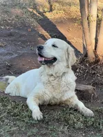 Big Bear, a male English Cream Golden Retriever for sale in Los Angeles, CA – 4 of 4