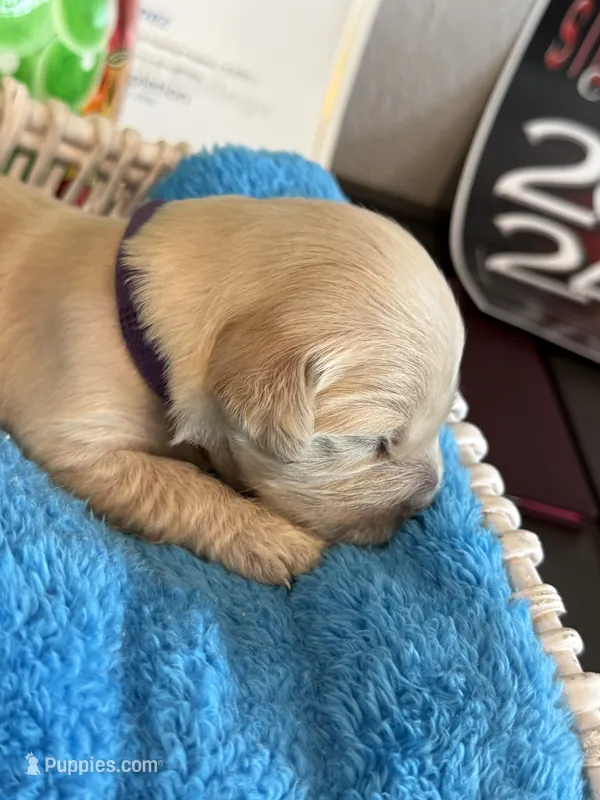 Majik Princess  – Golden Retriever puppy for sale in Los Angeles, CA