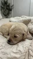 Majik Cooper, a male Golden Retriever for sale in Los Angeles, CA – 2 of 4