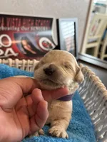 Majik Princess , a female Golden Retriever for sale in Los Angeles, CA – 6 of 9