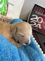 Majik Princess , a female Golden Retriever for sale in Los Angeles, CA – 3 of 9