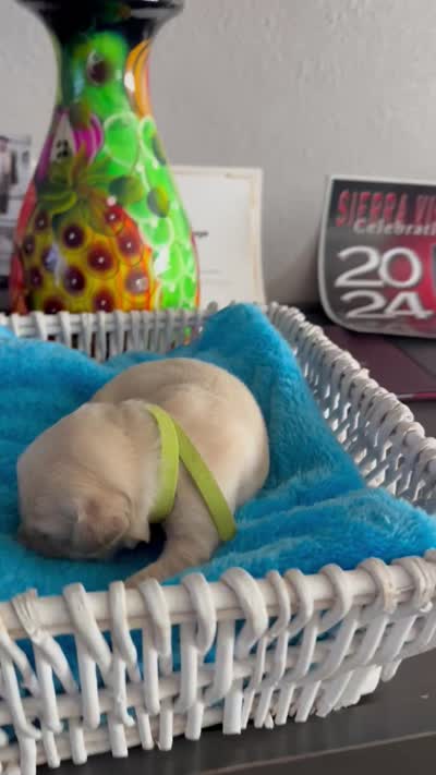 Mountain Trooper , a male Golden Retriever for sale in Los Angeles, CA – 9 of 10