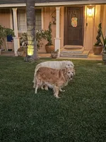 Mountain Trooper , a male Golden Retriever for sale in Los Angeles, CA – 8 of 10