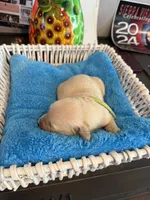Mountain Trooper , a male Golden Retriever for sale in Los Angeles, CA – 5 of 10