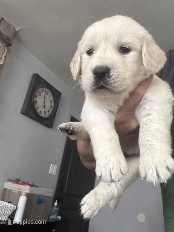 Navilis magic dreams  – English Cream Golden Retriever puppy for sale in Los Angeles, CA