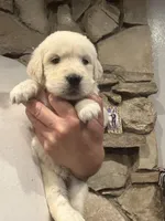 Navilis magic dreams , a male English Cream Golden Retriever for sale in Los Angeles, CA – Photo 5 of 8