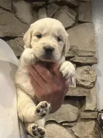 Navilis magic dreams , a male English Cream Golden Retriever for sale in Los Angeles, CA – Photo 6 of 8
