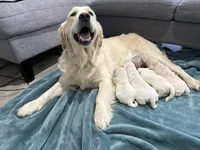 Golden boy, a male English Cream Golden Retriever for sale in Los Angeles, CA – Photo 2 of 2