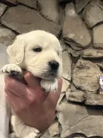 Navilis magic dreams , a male English Cream Golden Retriever for sale in Los Angeles, CA – Photo 7 of 8