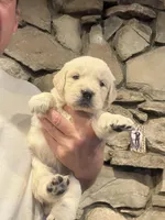 Navilis magic dreams , a male English Cream Golden Retriever for sale in Los Angeles, CA – Photo 8 of 8