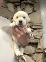 Navilis magic dreams , a male English Cream Golden Retriever for sale in Los Angeles, CA – Photo 1 of 8