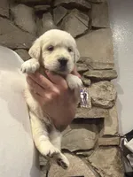 Navilis magic dreams , a male English Cream Golden Retriever for sale in Los Angeles, CA – Photo 2 of 8