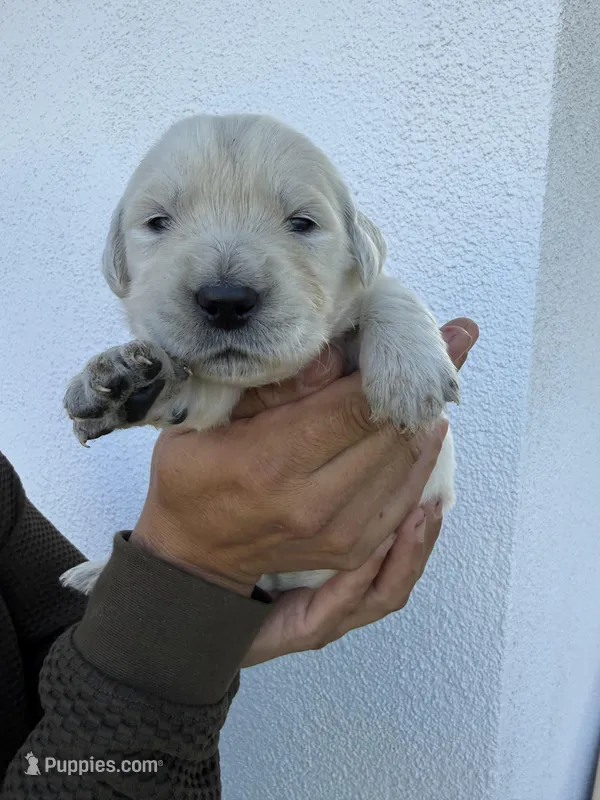 Golden boy – English Cream Golden Retriever puppy for sale in Los Angeles, CA