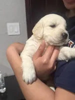 Navilis magic dreams , a male English Cream Golden Retriever for sale in Los Angeles, CA – Photo 3 of 8