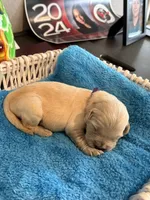 Majik Princess , a female Golden Retriever for sale in Los Angeles, CA – 4 of 9