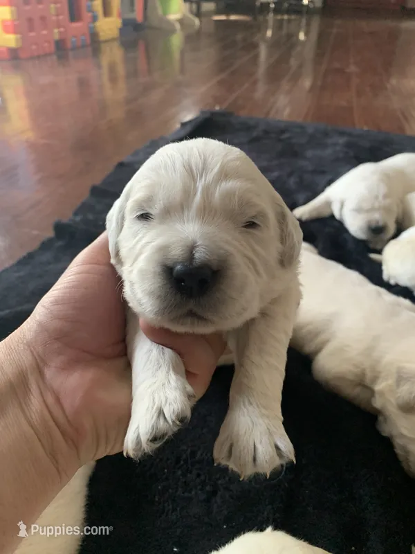 Big Bear – English Cream Golden Retriever puppy for sale in Los Angeles, CA