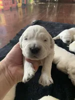 Big Bear, a male English Cream Golden Retriever for sale in Los Angeles, CA – 1 of 4