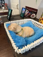 Mountain Trooper , a male Golden Retriever for sale in Los Angeles, CA – 4 of 10