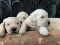 First Princess , a female English Cream Golden Retriever for sale in Los Angeles, CA – 2 of 5