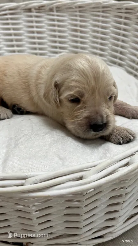 Majik Cooper – Golden Retriever puppy for sale in Los Angeles, CA