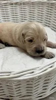 Majik Cooper, a male Golden Retriever for sale in Los Angeles, CA – 1 of 4