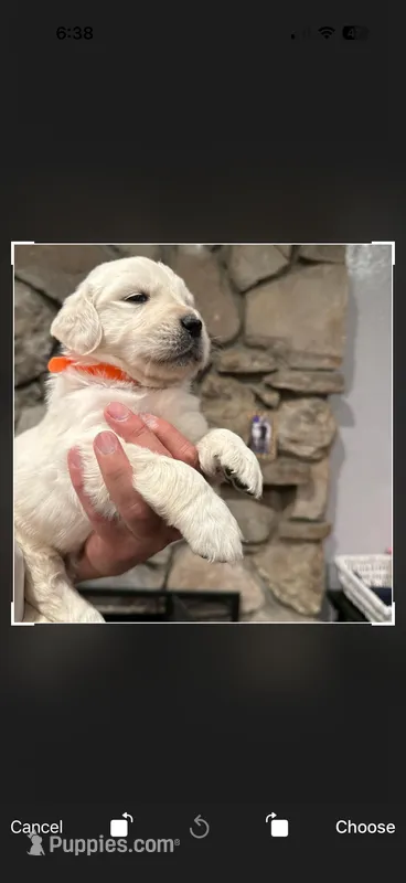 Big Bear – English Cream Golden Retriever puppy for sale in Los Angeles, CA