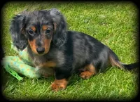 Chiweenie silver dapple/tan Toysize Boy “Moe”, a male Chihuahua and Miniature Dachshund for sale in Clintonville, WI – 2 of 7