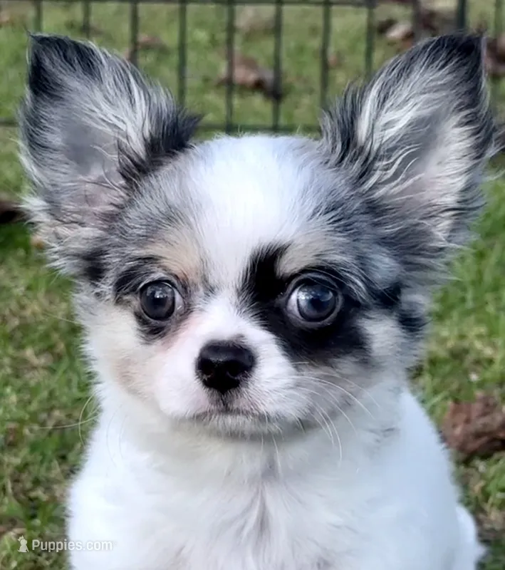 Applehead white/blue Merle Boy, should mature 5-6#s – Chihuahua puppy for sale in Clintonville, WI