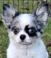 Applehead white/blue Merle Boy, should mature 5-6#s, a male Chihuahua for sale in Clintonville, WI – 1 of 10