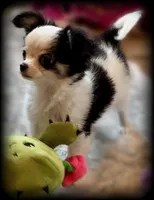 Oreo Teacup Chihuahua Longcoat Boy, weight 10/22/26 2 pounds, a male Chihuahua for sale in Clintonville, WI – 6 of 10