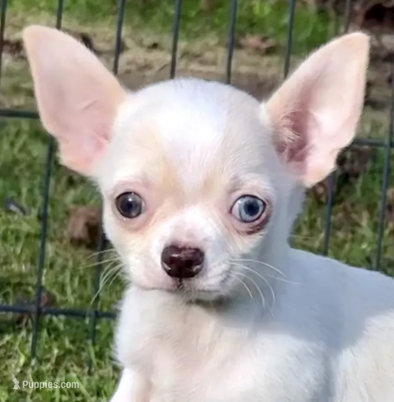 Applehead white/cream Boy, blue eye-brown eye, should mature 5-6#s – Chihuahua puppy for sale in Clintonville, WI
