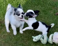 APPLEHEAD Teacup white/black boy 1# 11 oz on 10/2/26, a male Chihuahua for sale in Clintonville, WI – 6 of 10