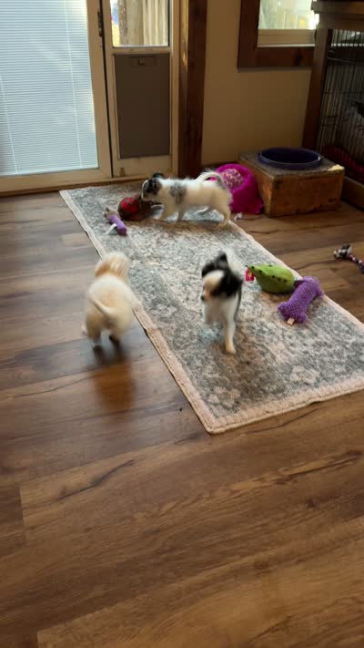 Cloud Applehead Tiny Toy White/Cream Boy. 13 weeks - 2.9 pounds, a male Chihuahua for sale in Clintonville, WI – 4 of 4