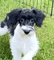 Schnoodle Boy - Mini sized, a male Miniature Schnauzer and Schnoodle for sale in Clintonville, WI – Photo 4 of 5