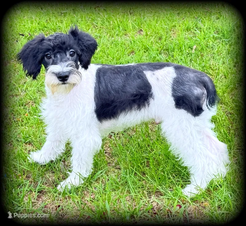 Schnoodle Boy - Mini sized