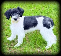 Schnoodle Boy - Mini sized, a male Miniature Schnauzer and Schnoodle for sale in Clintonville, WI – Photo 1 of 5