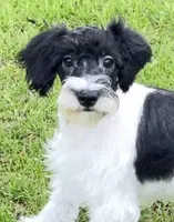 Schnoodle Boy - Mini sized, a male Miniature Schnauzer and Schnoodle for sale in Clintonville, WI – Photo 2 of 5